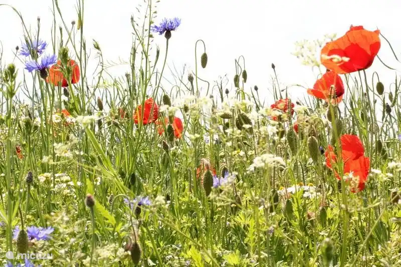 Gelegentlich werden Sie plötzlich von einem wunderschönen Blumenwiese überrascht erhalten