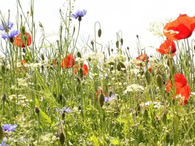 casa vacacional en Alemania, Hesse, Ronshausen – Us Hûske De vez en cuando te sorprende de repente un hermoso prado de flores.