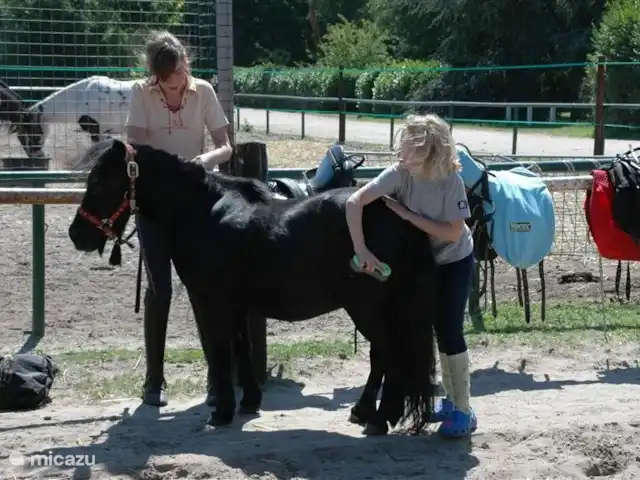 Mezennest 79 | Pays-Bas, Gueldre, Nunspeet - bungalow Le parc dispose d'un centre équestre à partir duquel diverses activités peuvent être entreprises avec les chevaux.