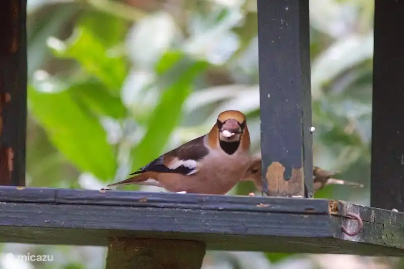 Kernbeißer auf den Tisch zu unserem Bungalow.