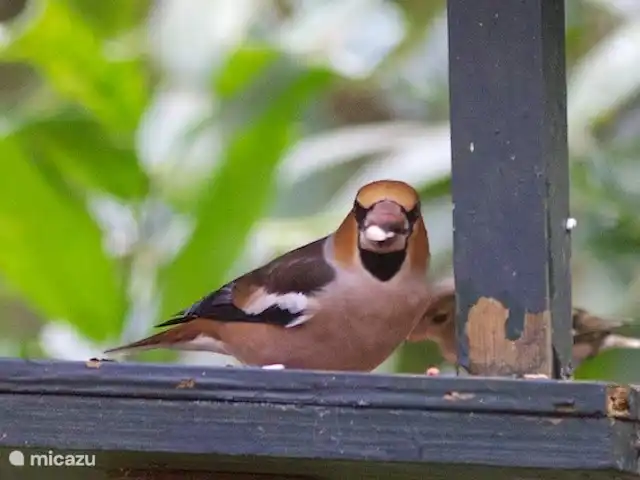 Mezennest 79 | Pays-Bas, Gueldre, Nunspeet - bungalow Hawfinch sur l'étagère d'alimentation de notre bungalow.