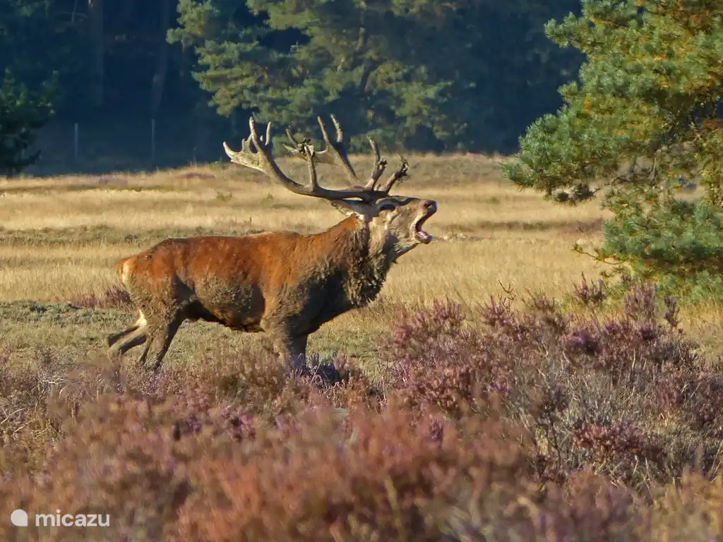 Red Deer Brunft im September.