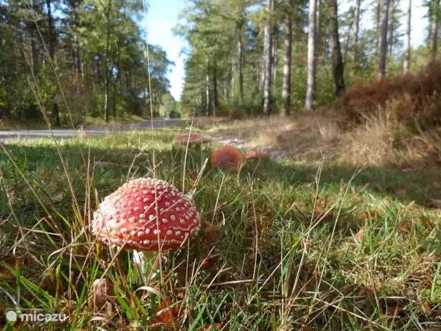 Mezennest 79 | Pays-Bas, Gueldre, Nunspeet - bungalow Amanites tue-mouches à Nunspeet en automne,