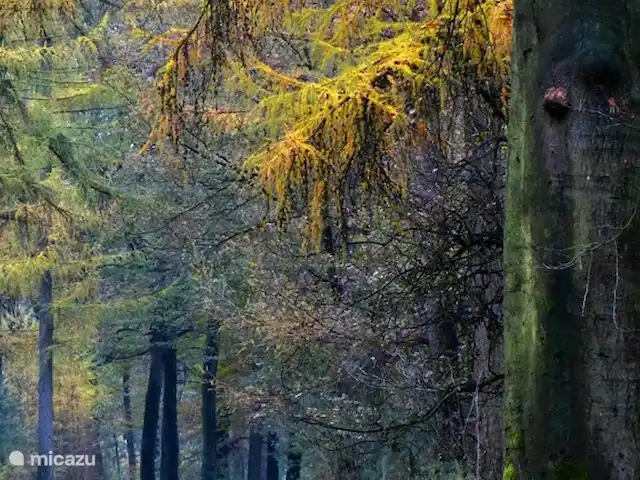 Mezennest 79 | Pays-Bas, Gueldre, Nunspeet - bungalow Les bois de Nunspeet en automne.