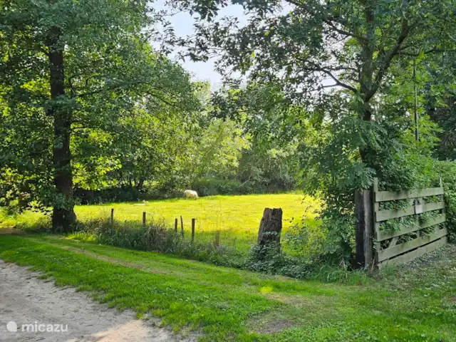 It Koaihus huren in Nederland, Friesland, Jistrum - vakantiehuis Onze schapenweide