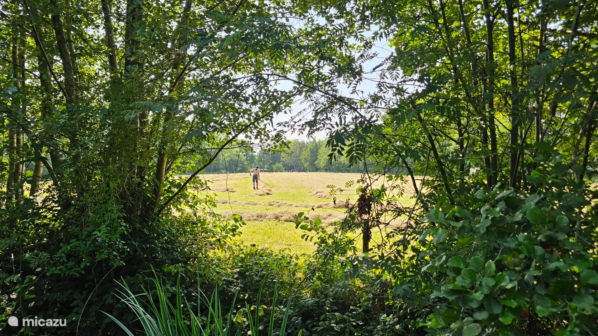 Hay meadow on our sandy path