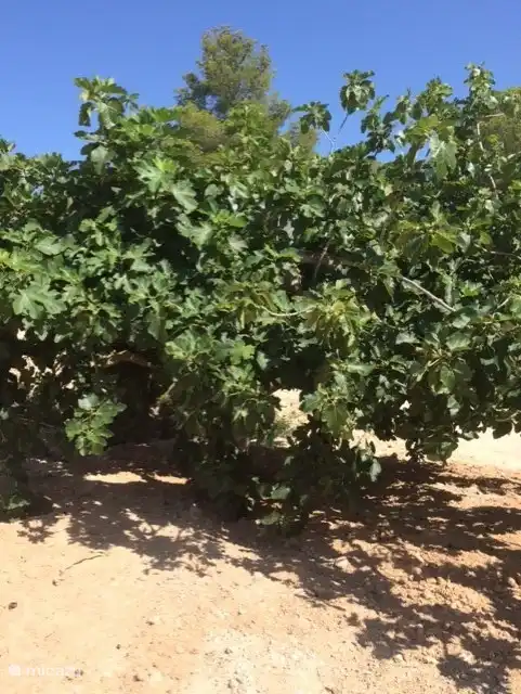 „La Higuera“; der riesige Feigenbaum, dem die Finca ihren Namen verdankt. Pflücken Sie sie gerne, sie schmecken köstlich.