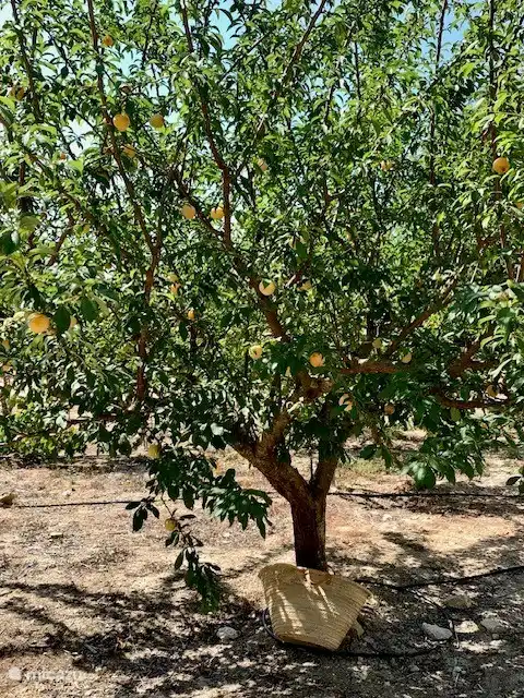 Der alte Pflaumenbaum