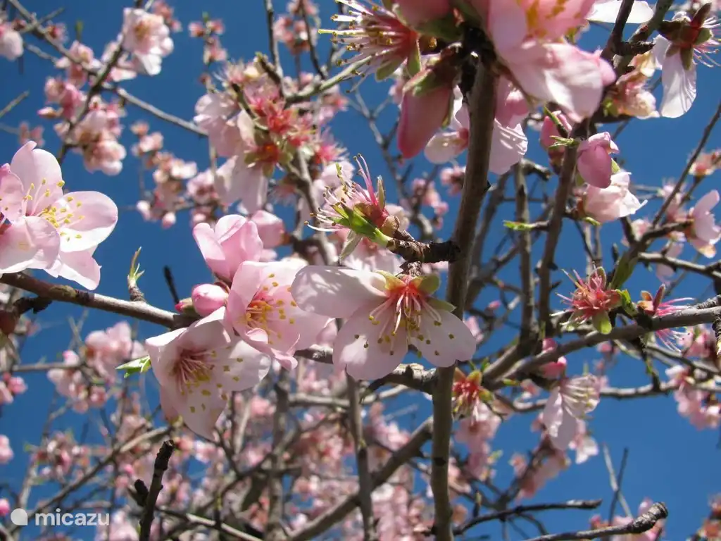 Mandelblüte im Jalon Valley