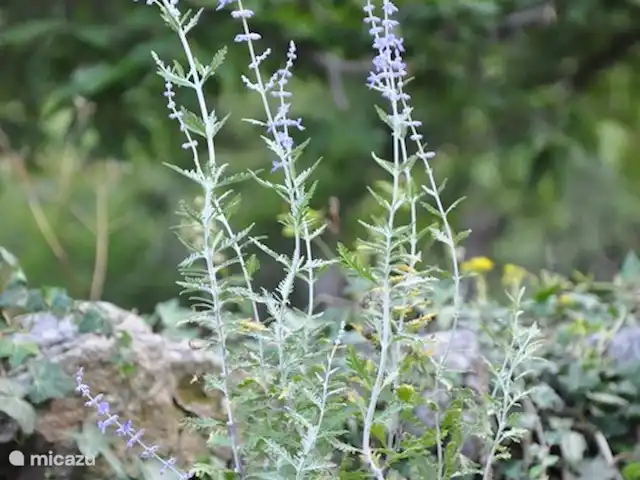 chabon 4 | France, Ardèche, Valgorge - gîte / cottage fleurs sur la terrasse