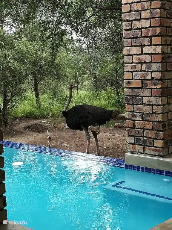 The Wild Bunch in Südafrika, Mpumalanga, Marloth Park - Ferienhaus