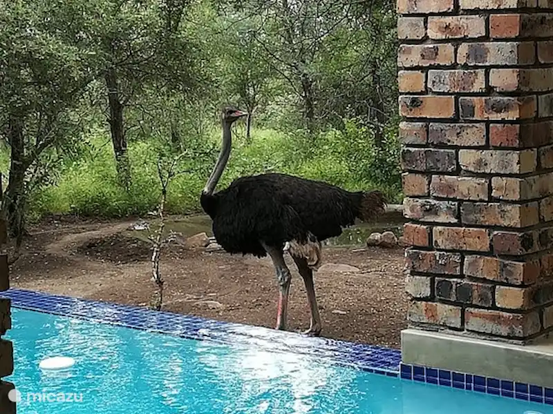 La bande sauvage | Afrique du Sud, Mpumalanga, Marloth Park - Maison de vacances La bande sauvage | Afrique du Sud, Mpumalanga, Marloth Park - Maison de vacances