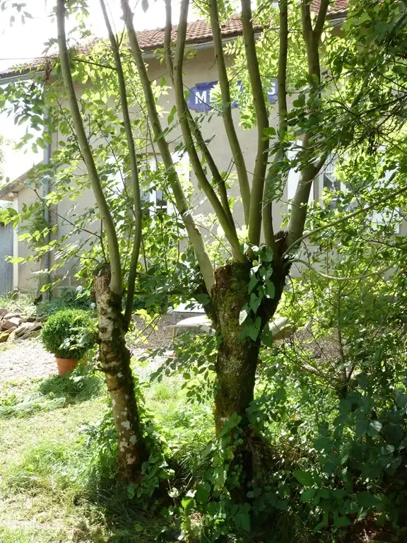 „Sitzplätze im hinteren Teil des Gartens.“