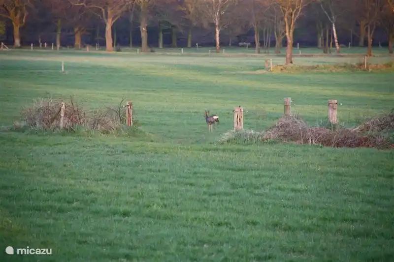 Kans op het spotten van wild!