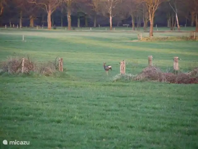 Forêt lie | Pays-Bas, Overijssel, Ommen - bungalow Chance de repérer la faune!