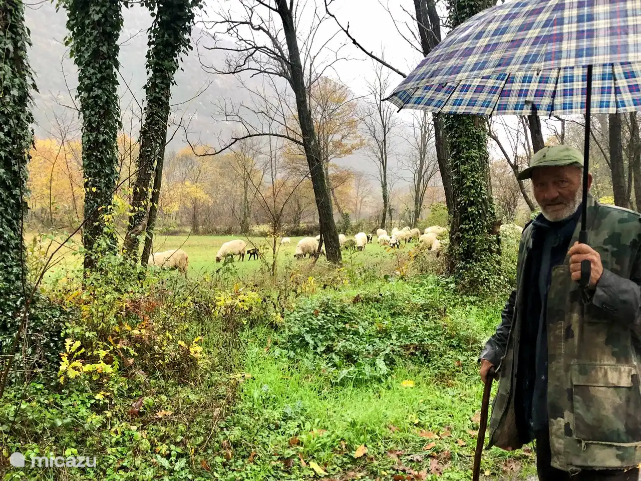 C'est un voisin de Kujava qui se rend chaque jour dans la vallée avec ses moutons. Ici vous pouvez voir ses moutons devant ma maison.