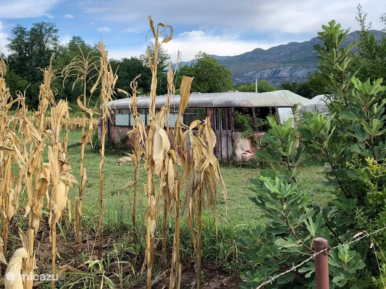 Photo made in Kujava : dans la nature