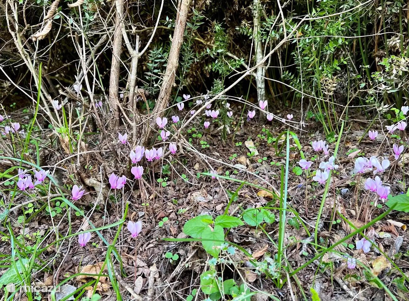 Des milliers de cyclamens le long de la route de Kujava à Danilovgrad, début octobre