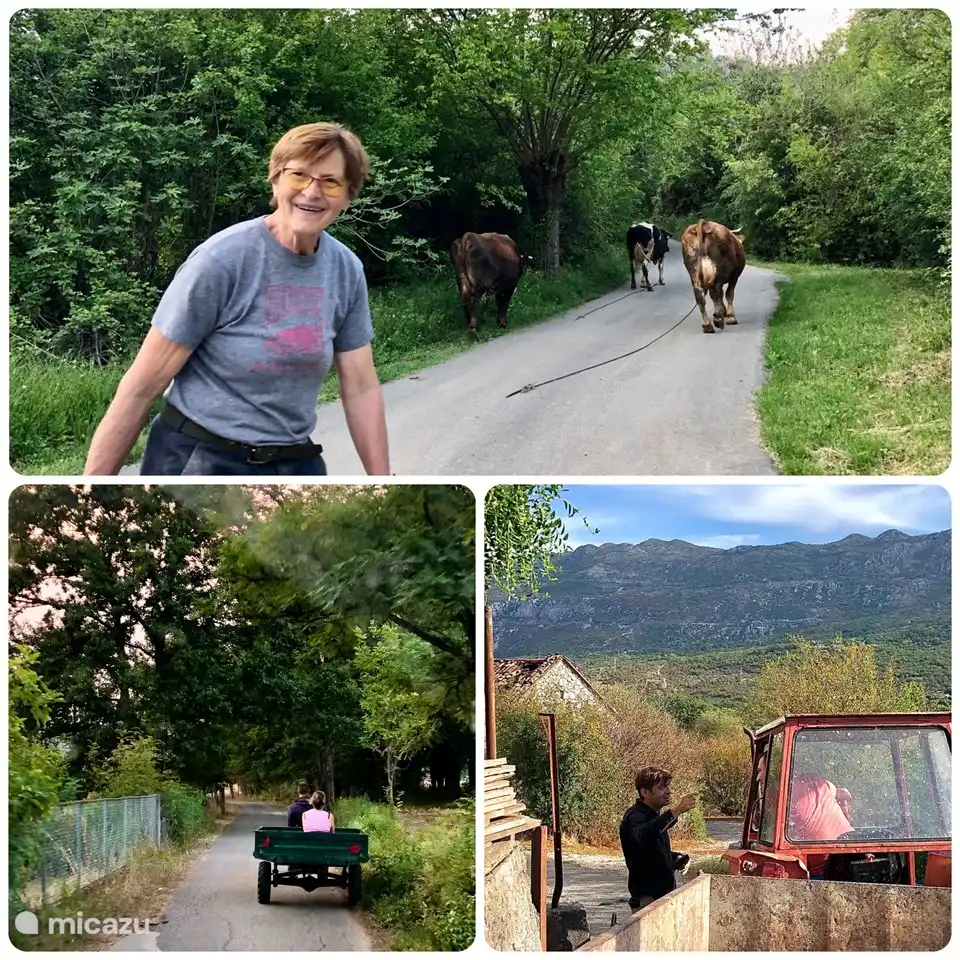 Transport local dans la vallée. Les fermes sont à petite échelle, la plupart des agriculteurs n’ont pas plus de cinq vaches.