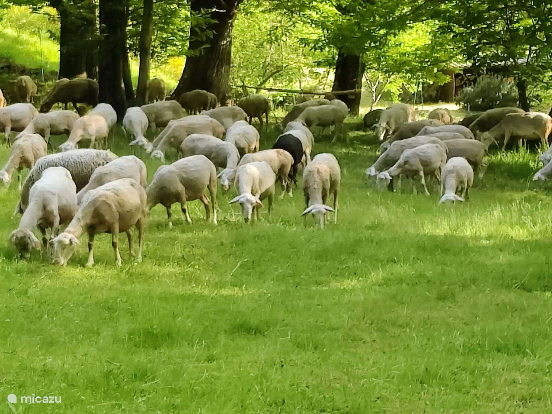 weidende Schafe im Obstgarten
