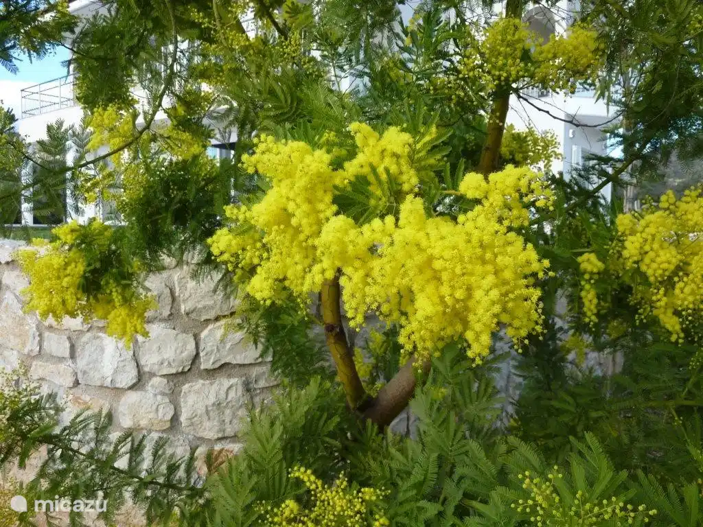 Mimosa.