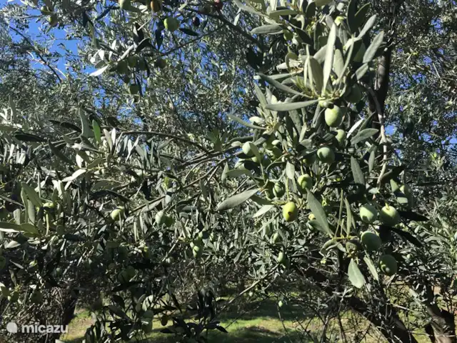 Villa individuelle de luxe Livadia | Grèce, Péloponnèse, Kantia - villa Oliviers dans le jardin autour de Villa Livadia.