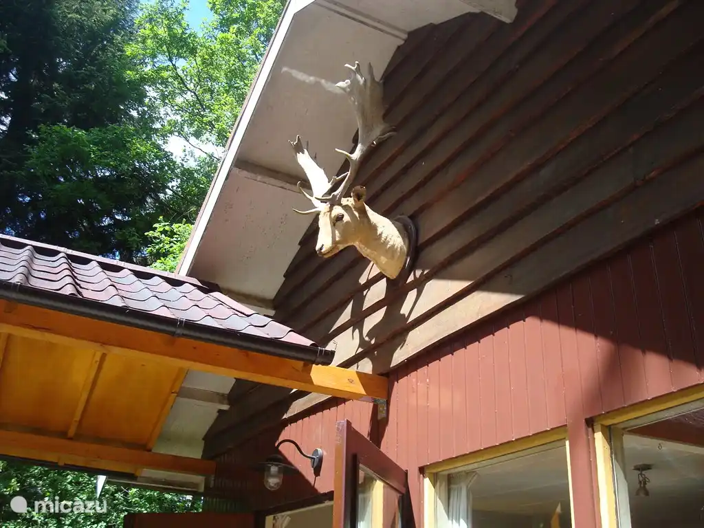 casa vacacional en Países Bajos – Reyezuelo