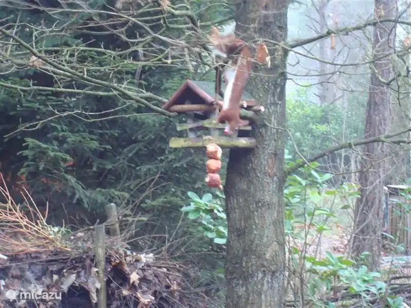Tanto en verano como en invierno, este tipo de acróbatas vienen a comer algo.Foto tomada el día de Año Nuevo desde nuestra sala de estar.
Esos últimos oliebollen todavía encuentran un amante. Unos meses después hay un nido con zorzales en esta misma casa (ver foto más abajo).