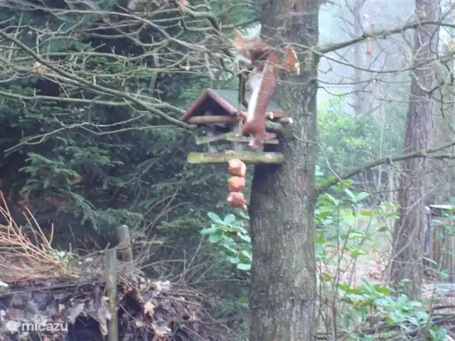 Troglodyte mignon | Pays-Bas, Gueldre, Emst (Epe) - maison de vacances Eté comme hiver, ce genre d'acrobates vient chez nous pour manger un morceau.Photo prise le jour de l'an depuis notre salon.
Ces derniers oliebollen trouvent encore un amant. Quelques mois plus tard il y a un nid à grives dans cette même maison (voir photo plus bas).