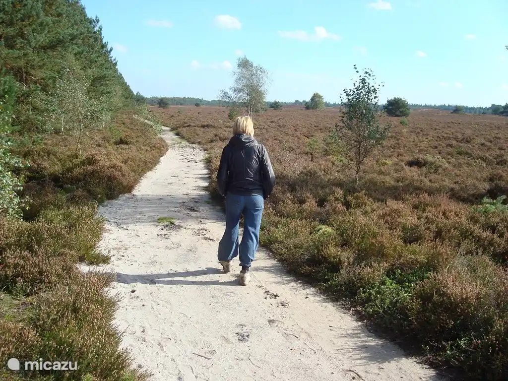 Es maravilloso caminar en el gran brezal tranquilo. Esto es en Gortel. ¡Puedes caminar hasta allí en diez minutos desde nuestra casa!