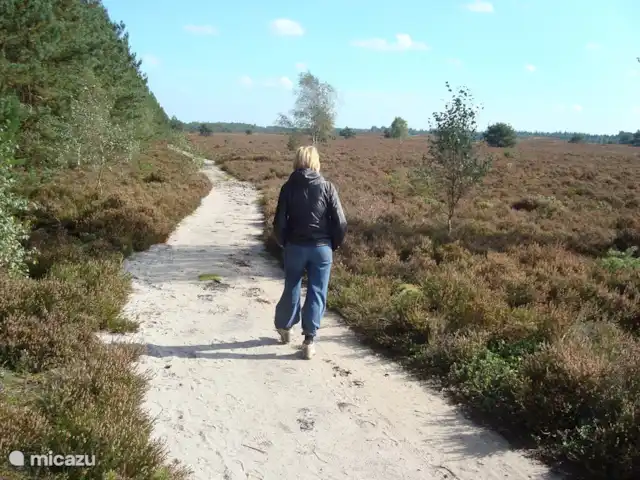 Troglodyte mignon | Pays-Bas, Gueldre, Emst (Epe) - maison de vacances Il est merveilleux de se promener sur la grande lande tranquille. C'est à Gortel. Vous pouvez vous y rendre à pied en dix minutes depuis notre maison !