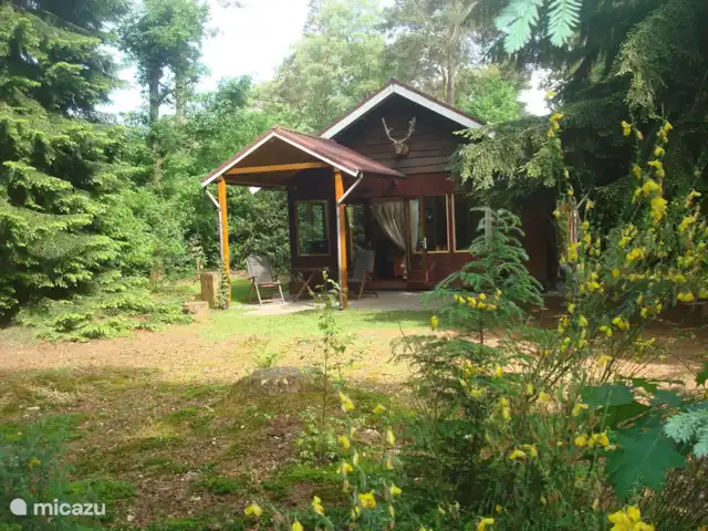 Troglodyte mignon | Pays-Bas, Gueldre, Emst (Epe) - maison de vacances Vue de notre maison derrière un genêt fleuri