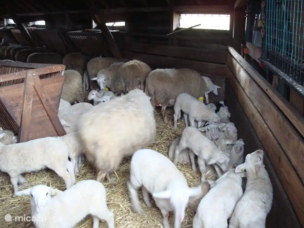 A principios de la primavera vamos en coche o en bicicleta al redil cerca de Heerde. Enormes brezales y las ovejas vienen a la jaula con sus corderos por la tarde. ¡Hermoso rostro!