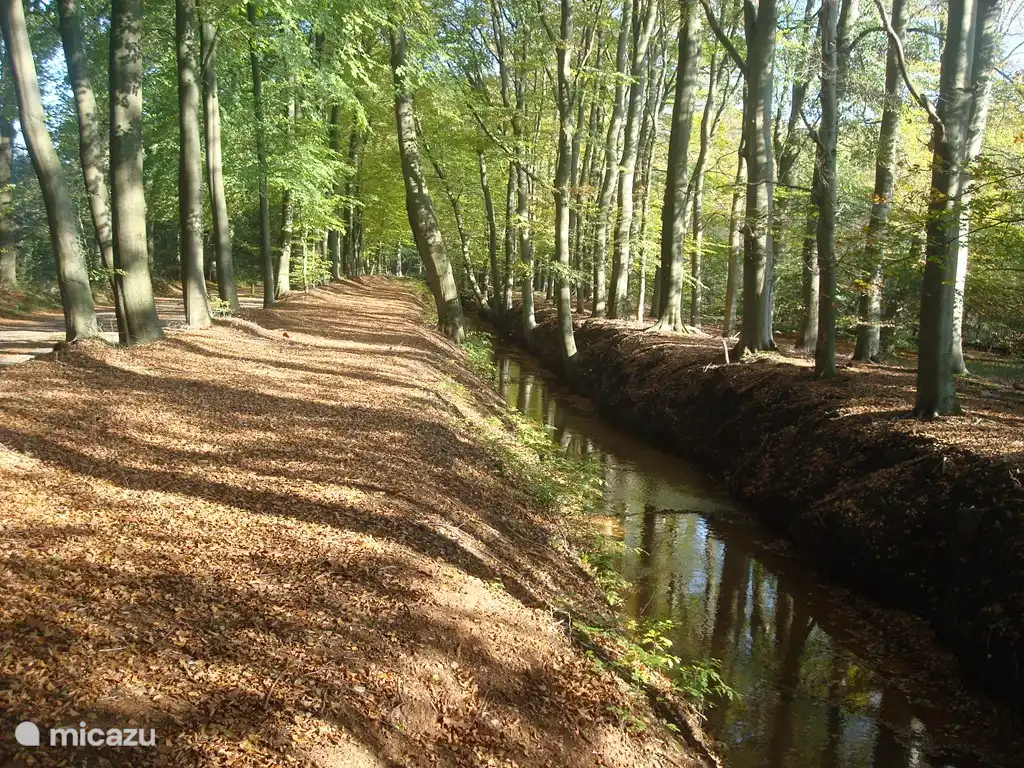En uno de nuestros paseos desde la cabaña caminas a lo largo de este hermoso arroyo.