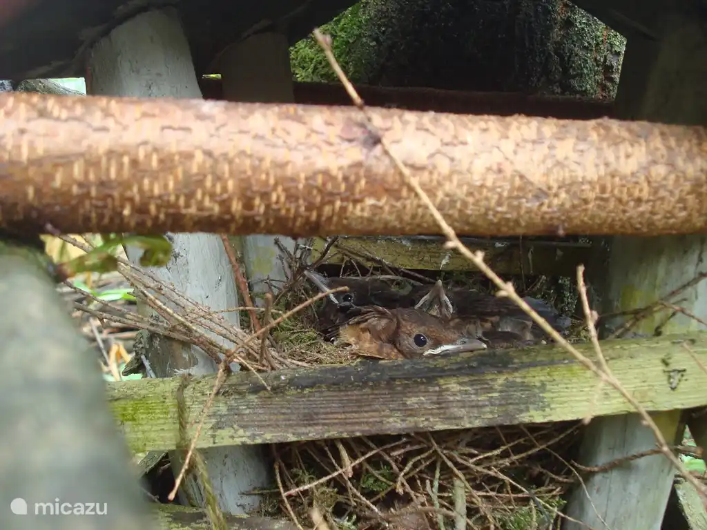 No les gusta mucho, pero aun así echamos un vistazo al nido de zorzales jóvenes en la casa de pájaros en el roble a 5 metros de nuestra casa. (ver también la foto con la ardilla)