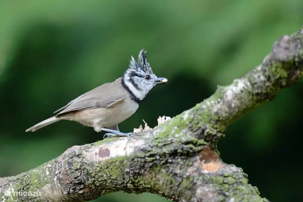 Uno de nuestros invitados fotografió este carbonero con cresta (¡con semilla en el pico!) desde la sala de estar.