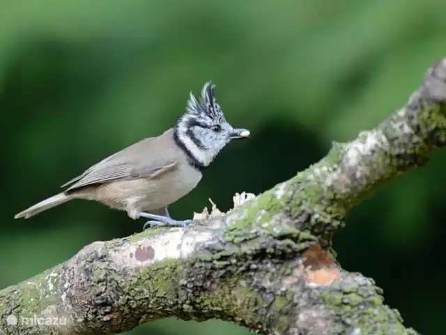 Troglodyte mignon | Pays-Bas, Gueldre, Emst (Epe) - maison de vacances Un de nos invités a photographié cette mésange huppée (avec graine dans le bec !) depuis le salon.
