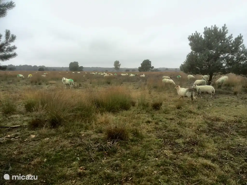 Diez minutos a pie por el bosque y estás en este brezal en Gortel. Es octubre, las ovejas han sido pisoteadas por el carnero. ¡Así que la próxima primavera muchos corderos otra vez!
