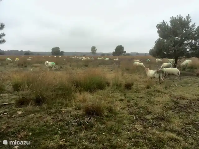 Troglodyte mignon | Pays-Bas, Gueldre, Emst (Epe) - maison de vacances Dix minutes de marche le long de la forêt et vous êtes sur cette lande à Gortel. Nous sommes en octobre, les moutons ont été « piétinés » par le bélier. Alors le printemps prochain, encore beaucoup d'agneaux !