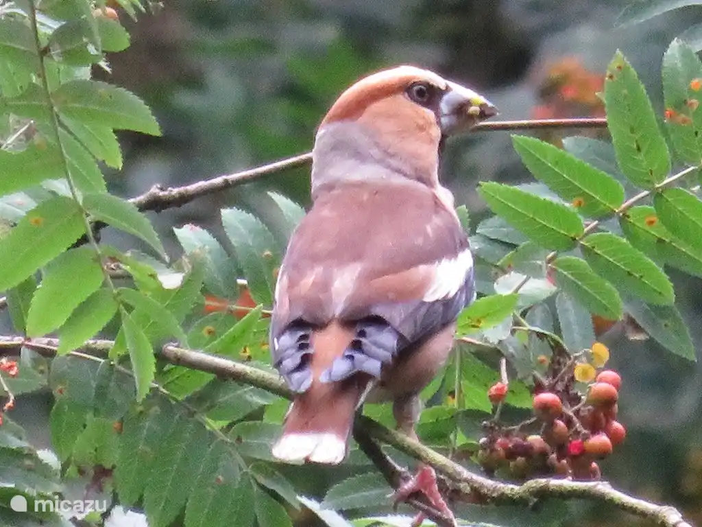 Acabamos de ver este pinzón raro cerca de nuestra casa. ¡Disfrutó de las bayas de serbal!