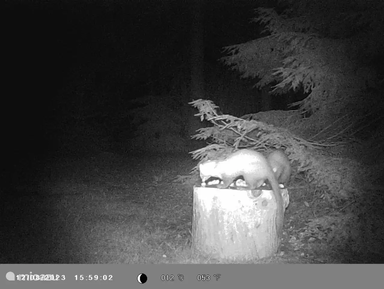 En el mismo tronco: ¡doble visita nocturna! agosto 2023