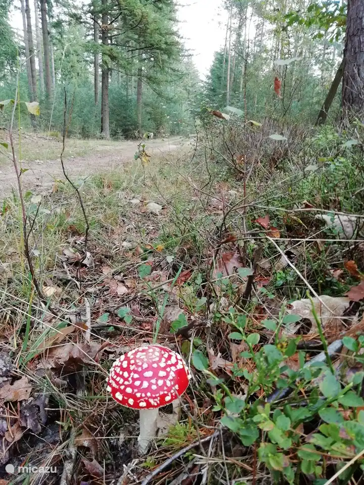 Un hermoso agárico de mosca cerca de nuestra casa, octubre de 2020