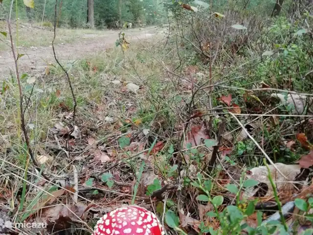 Troglodyte mignon | Pays-Bas, Gueldre, Emst (Epe) - maison de vacances Une belle agaric tue-mouche près de chez nous, oct.2020