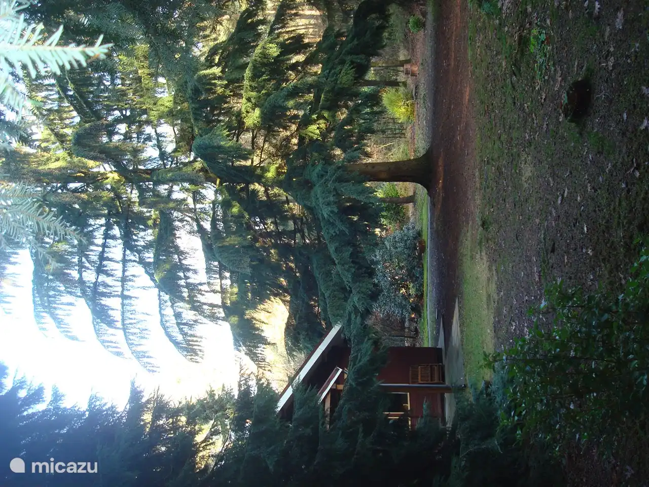 Invierno 2020, puedes ver uno de los impresionantes árboles cerca de nuestra casa