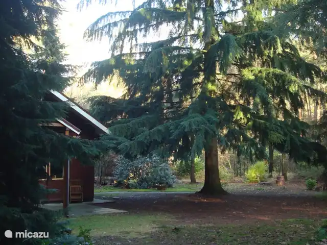 Troglodyte mignon | Pays-Bas, Gueldre, Emst (Epe) - maison de vacances Hiver 2020, vous pouvez voir l'un des arbres impressionnants près de notre maison