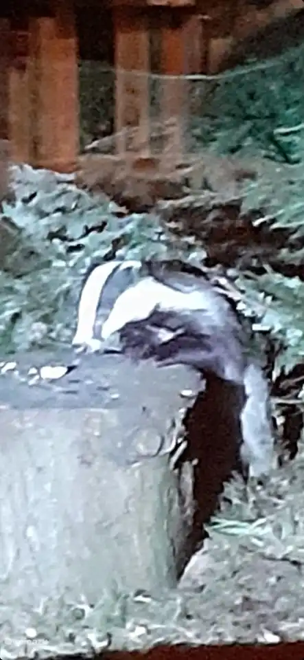 ¡Muy especial! En agosto de 2022, uno de nuestros invitados atrapó a este tejón de la habitación que tenía hambre de un trozo de pan.