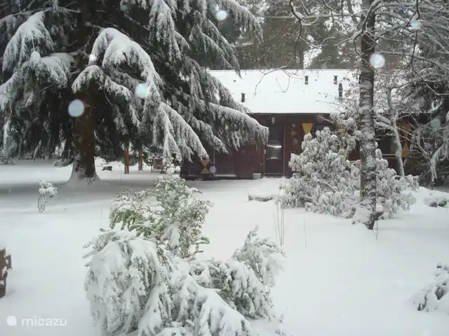 Troglodyte mignon | Pays-Bas, Gueldre, Emst (Epe) - maison de vacances Février 2021, avec des flocons de neige sur l'objectif