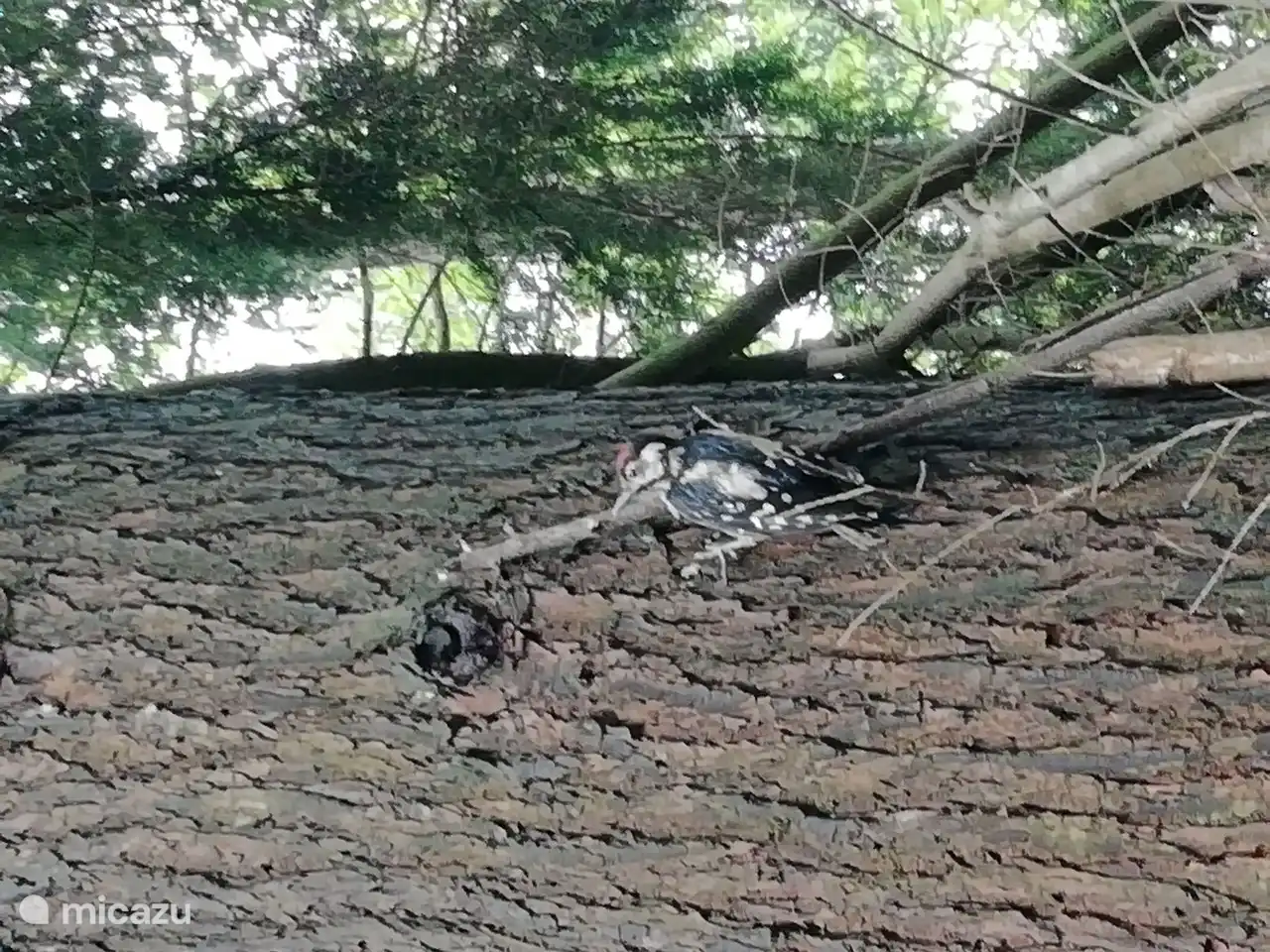 Cada año pájaros carpinteros en uno de nuestros propios árboles.