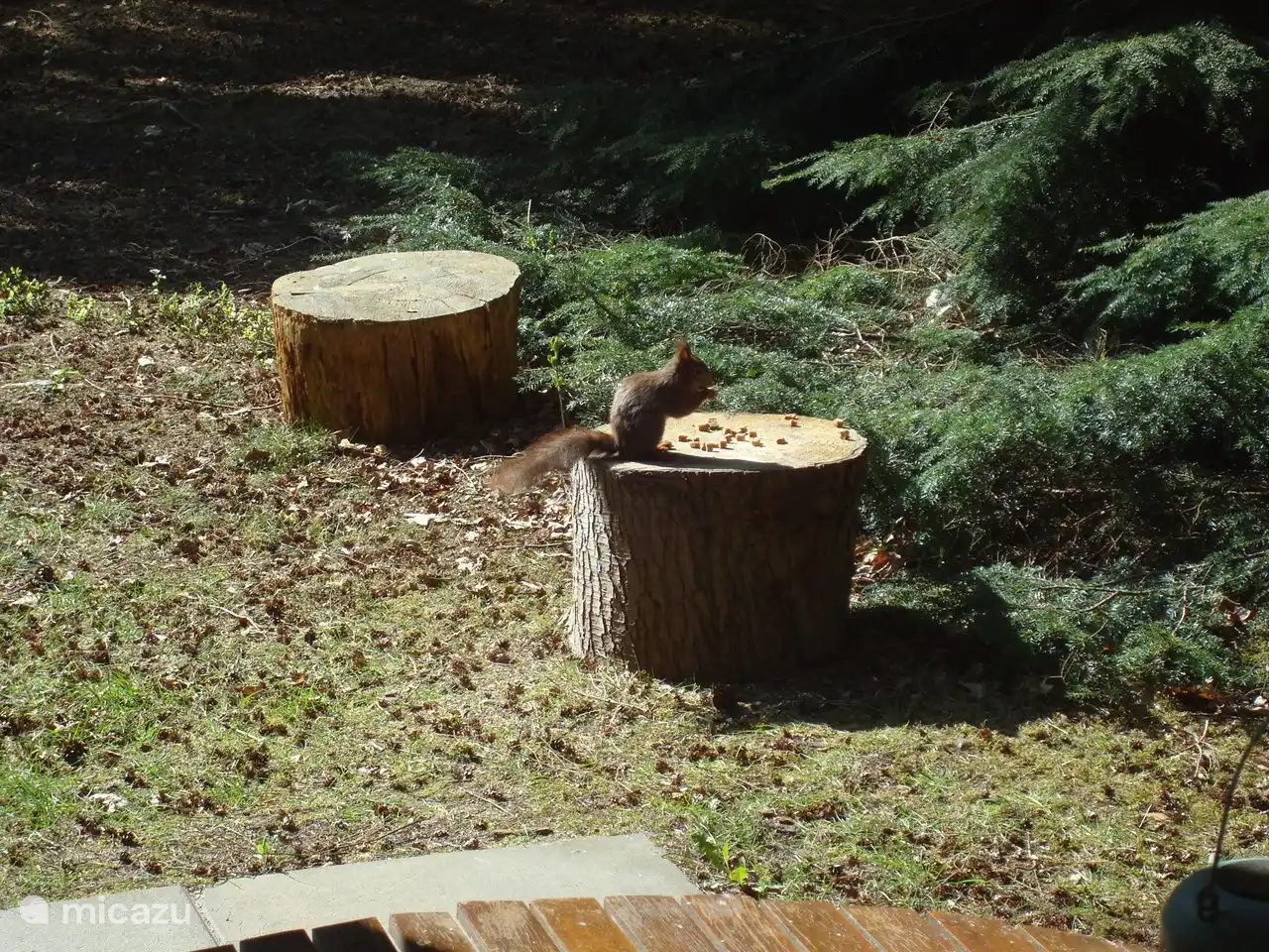 Este tipo viene a comer algo. Foto de nuestro salón.
