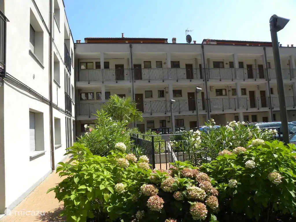 En el patio, los arbustos florecen todo el año.